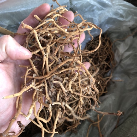 玉林鱼腥草根