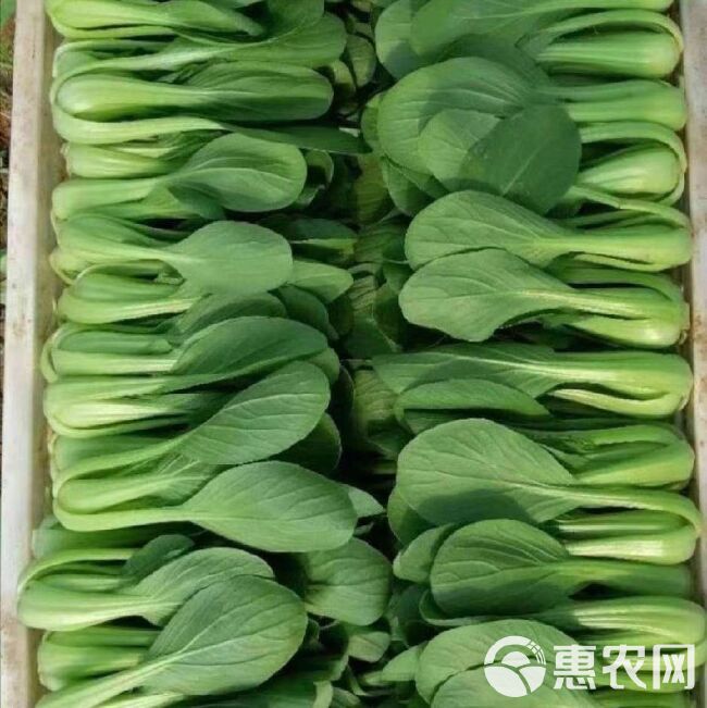 上海青 油菜  小青菜 专业代收 货源充足 支持全国商超电商