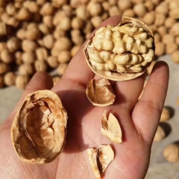 莎车县2022年薄皮纸皮核桃新疆核桃185