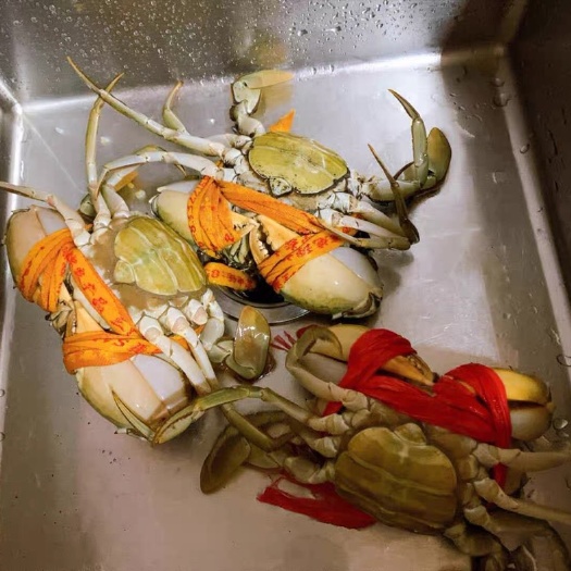 惠东县（鲜活纯母蟹）青蟹母蟹鲜活活蟹蝤蛑红膏蟹红蟳