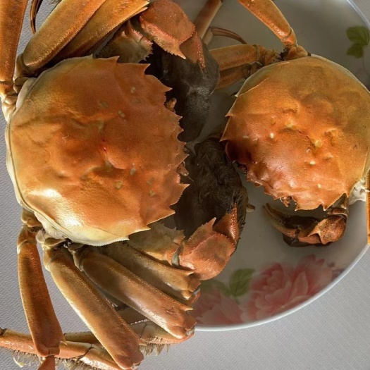 上海兴化红膏大闸蟹批发，团购