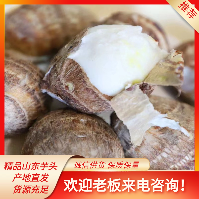 莒县毛芋头产地大量批发，品种有8520，豆包芋头，人工手选