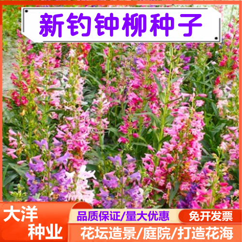 沭阳县钓钟柳种子吊钟柳种子庭院阳台园林绿化草花景观花海钓钟柳花卉