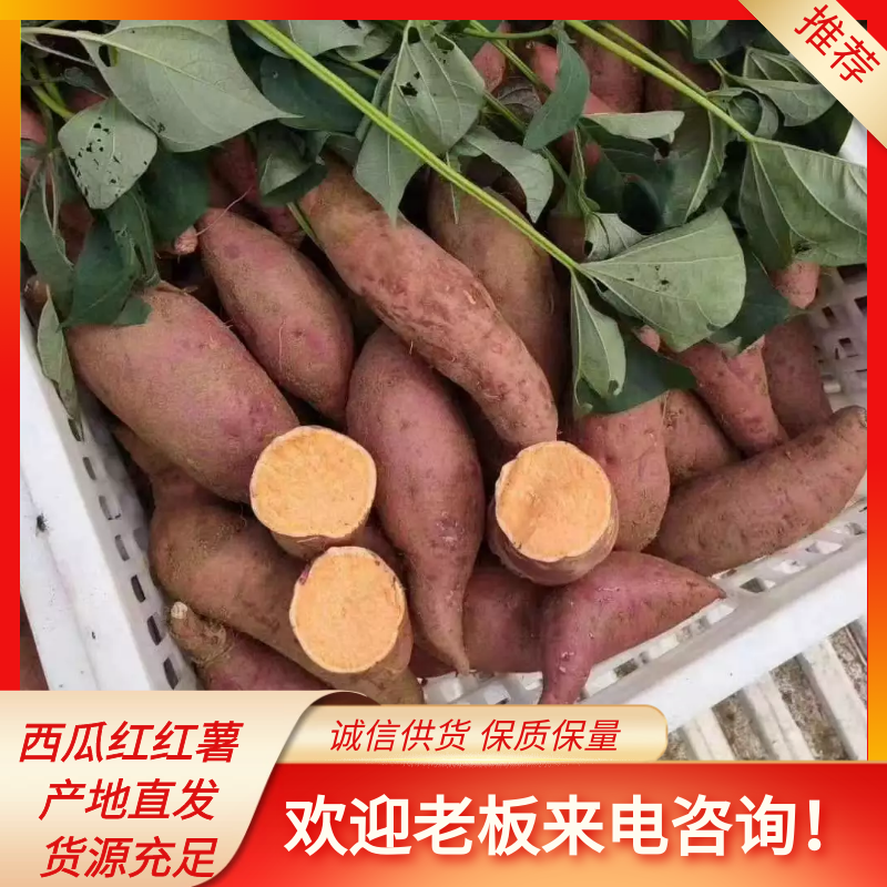 莒县红薯大量上市了，地头看货，品种有紫薯，西瓜红，龙九等品种