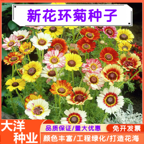 沭阳县花环菊种子混色花环菊种子景观园林绿化盆栽庭院种植耐旱耐热