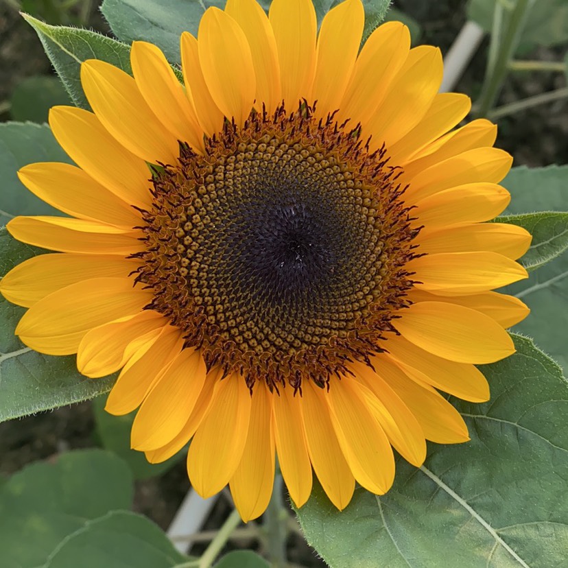 向日葵，太阳花