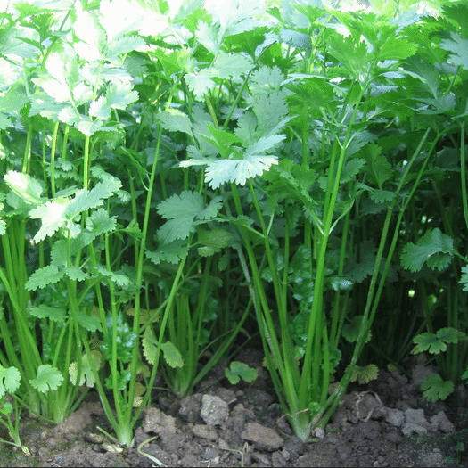 德州香菜茴香成熟采收欢迎德州周边采购商前来采购