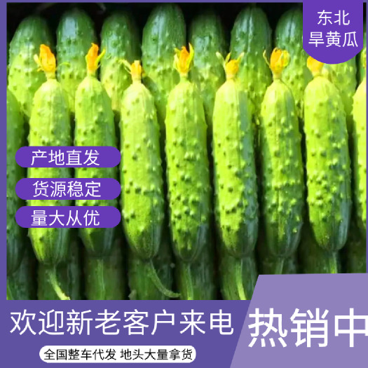 绥中县旱黄瓜