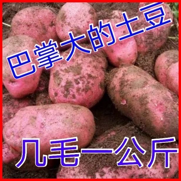 昆明云南红皮黄心土豆开花洋芋一件代发产地直发白菜价