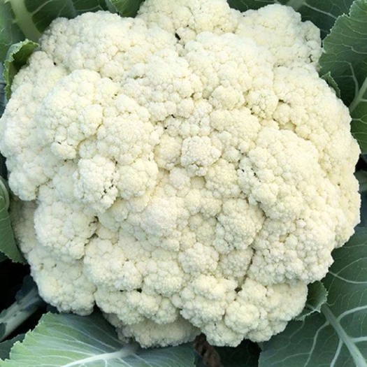 邯郸大量上市 质量嘎嘎硬
