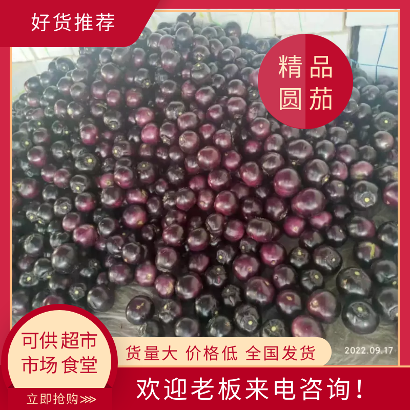 莘县精品圆茄子货量大价格低 可供应超市  市场 食堂
