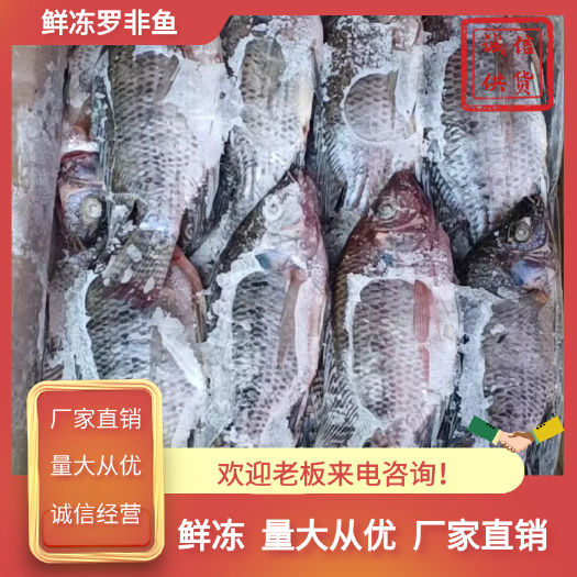 三去罗非鱼，去鳞去腮去内脏，冷冻鲜罗非鱼，适用于食堂，快餐