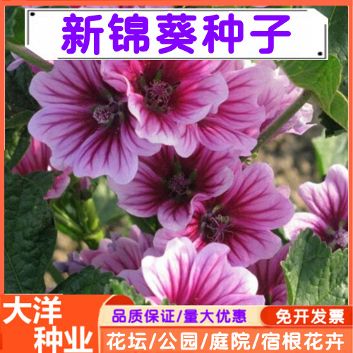 沭阳县锦葵种子 锦葵花卉种子耐寒耐旱四季花卉高杆露天庭院园林种植