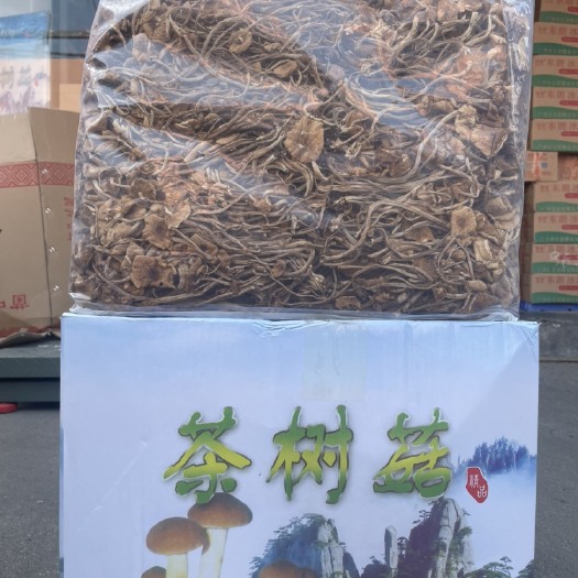 郑州古田开伞茶树菇小箱扎把货源充足量大从优
