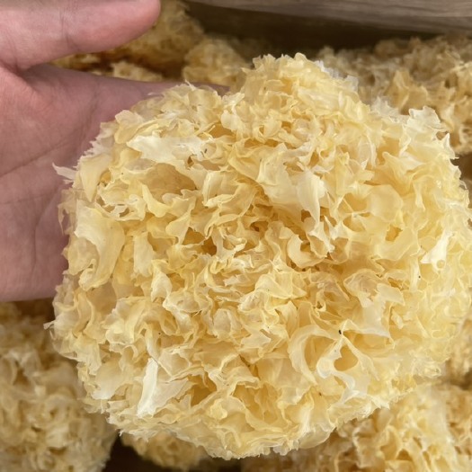 郑州古田银耳