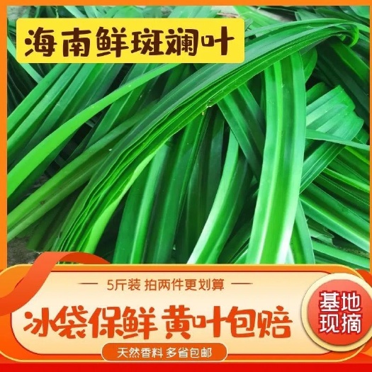 乐东县海南新鲜斑斓叶
