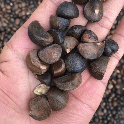 安陆市山茶油！茶籽油！包邮！！！50一斤，十斤装优惠450包邮！我