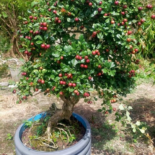岳西县大别山高山杜鹃出售，品相好，成活率高，一颗一议！