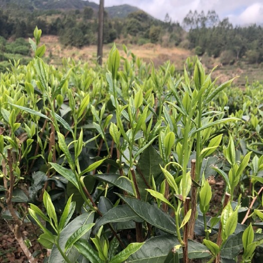 紫金县单丛绿茶