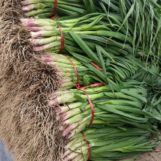 武山县红根蒜苗