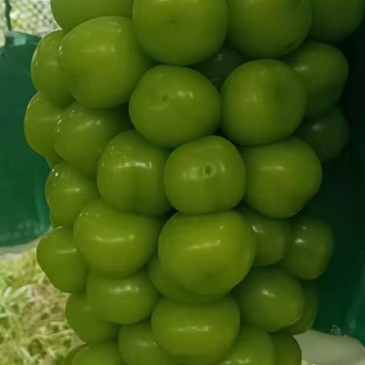 晋州市精品阳光玫瑰