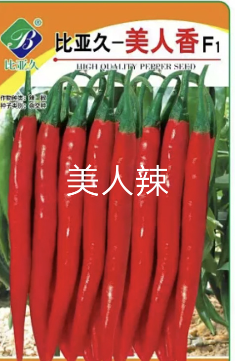 美人椒种子 红花红~青红两型肉厚耐热耐湿抗病高产小叶片