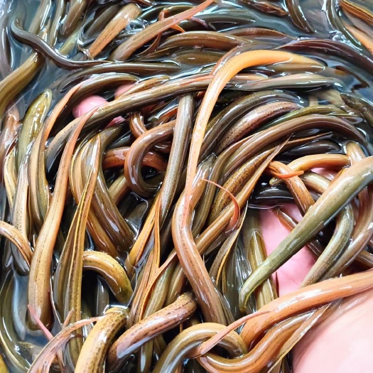 博罗县黄鳝鱼苗