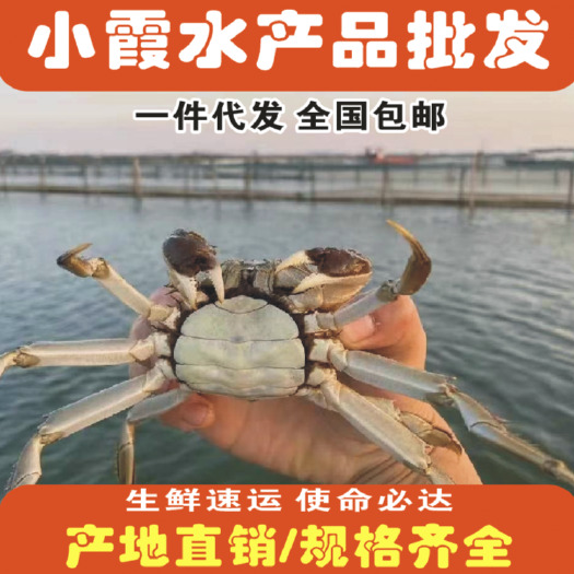 1.8母-4.0母清水大闸蟹