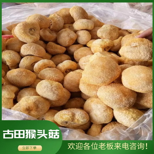 古田县干猴头菇  大个猴头菇