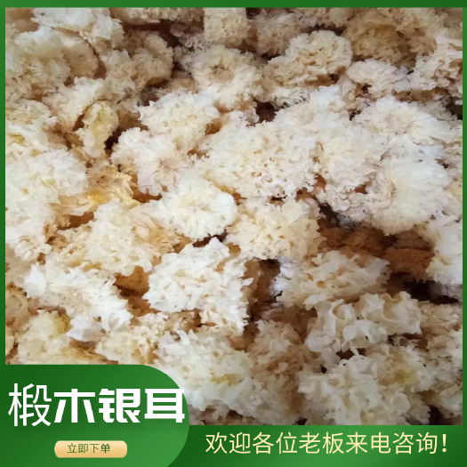 古田县椴木银耳香脆好吃