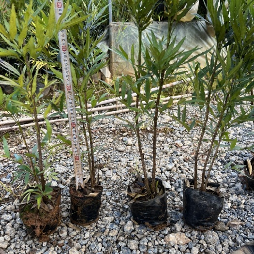 宜良县十大功劳，十大功劳种植销售