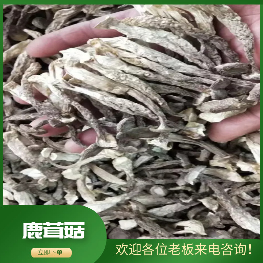 鹿茸菇，营养丰富，口感好，产地直销欢迎各位客户来店选购