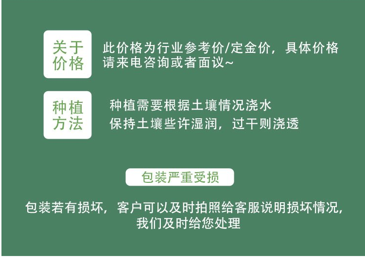 黄金槐_公园绿化_乡土彩叶观赏乔木