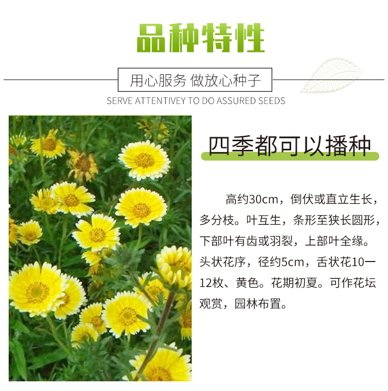 莱雅菊种子菊花种子耐寒易种易活荷包鸡蛋花室内盆栽庭院种植