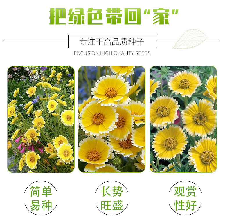 莱雅菊种子菊花种子耐寒易种易活荷包鸡蛋花室内盆栽庭院种植