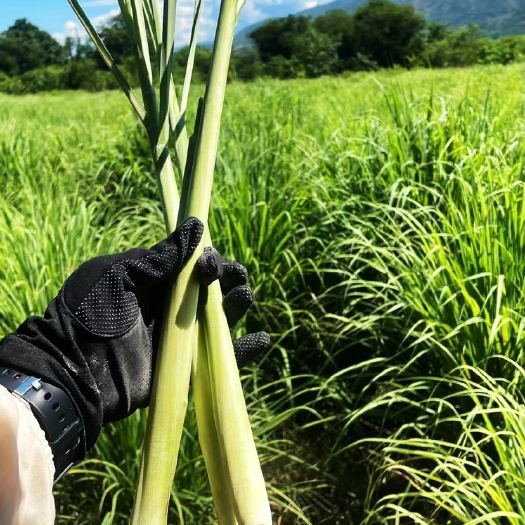 元江县浓香型香茅草 柠檬草 冬阴功汤 自家基地发货