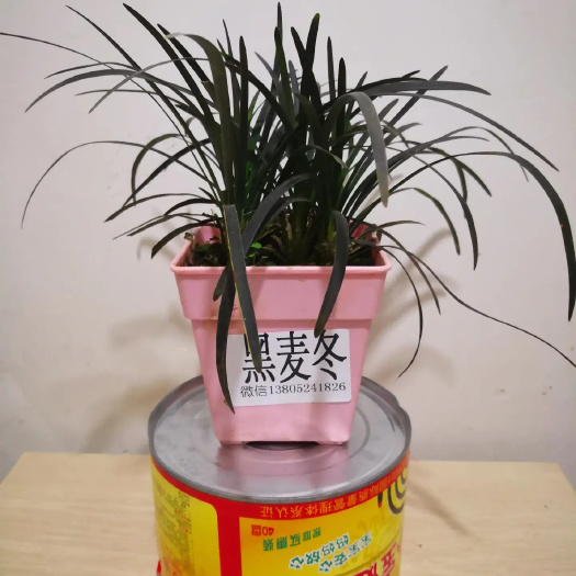 沭阳县花镜地被新品种，黑麦冬，黑龙，黑色的沿阶草