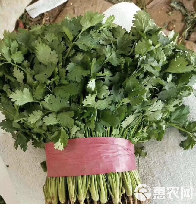 香菜，产地直发，可以多种菜品搭配发车