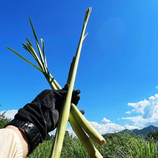 元江县精品浓香柠檬香茅草】常年供应 可批发可零售 新鲜采收
