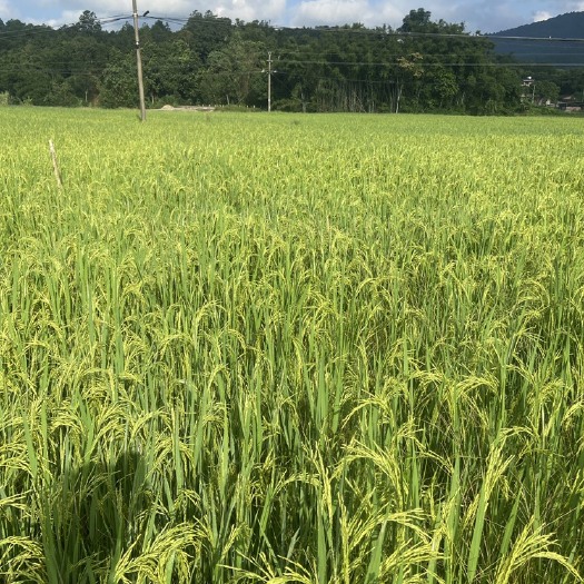 富硒优质水稻