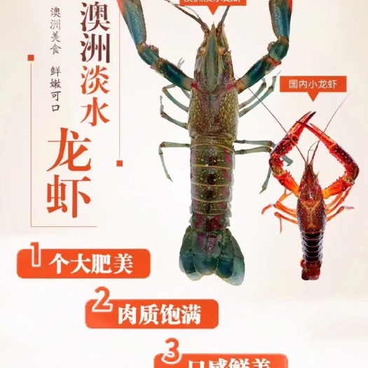厦门澳洲淡水龙虾（蓝龙虾）