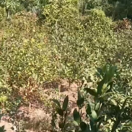永修县油茶树