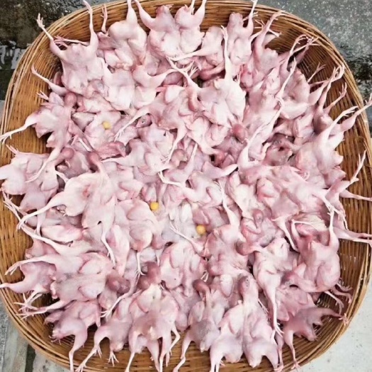 长期稳定供应桂花雀白条，广佛肇清量大可送货上门，全国空运发货