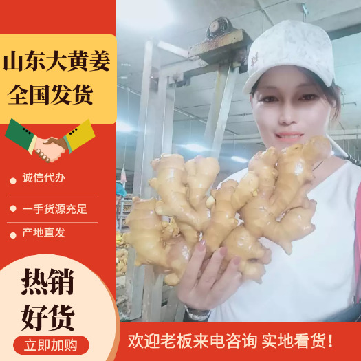 莒县山东生姜产地，姜种批发，小黄姜种产地大量供应