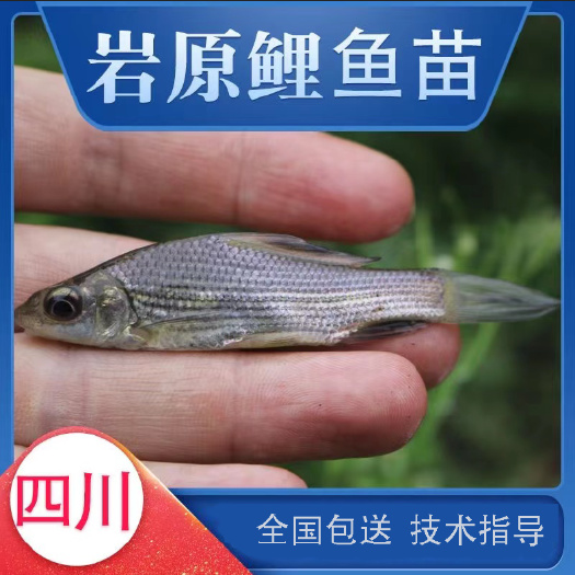 富顺县岩鲤黑鲤鱼墨鲤水子鬼头鱼原生鱼食用淡水活体鱼苗