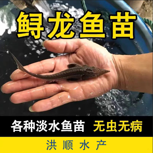 鲟龙鱼苗  冷水鱼寻龙鱼苗基地直供