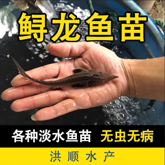 富顺县鲟鱼  西伯利亚龙鱼苗 优质冷水鱼寻，鱼大小都有，价格美丽。
