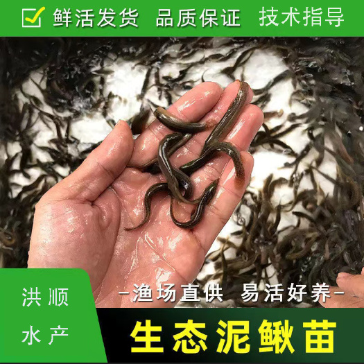 小泥鳅苗新鲜幼苗台鳅寸苗青鳅苗活体