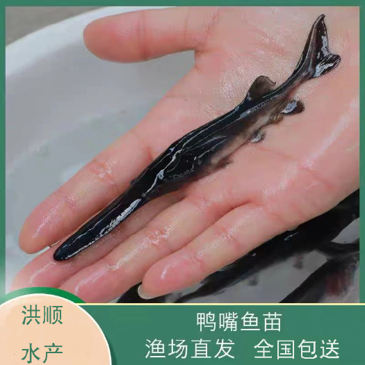 富顺县鸭嘴鱼 鸭嘴鱼苗鸭嘴鲟苗鸭嘴鱼苗 活体淡水鱼苗
