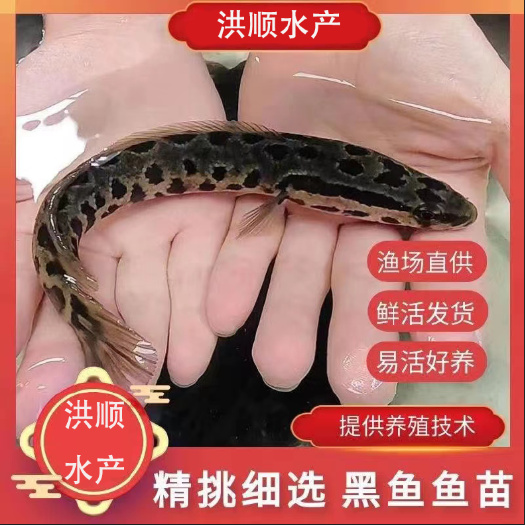 富顺县优质生鱼苗 杂交黑鱼苗 黑鱼苗活体 乌鳢鱼苗 乌鱼苗